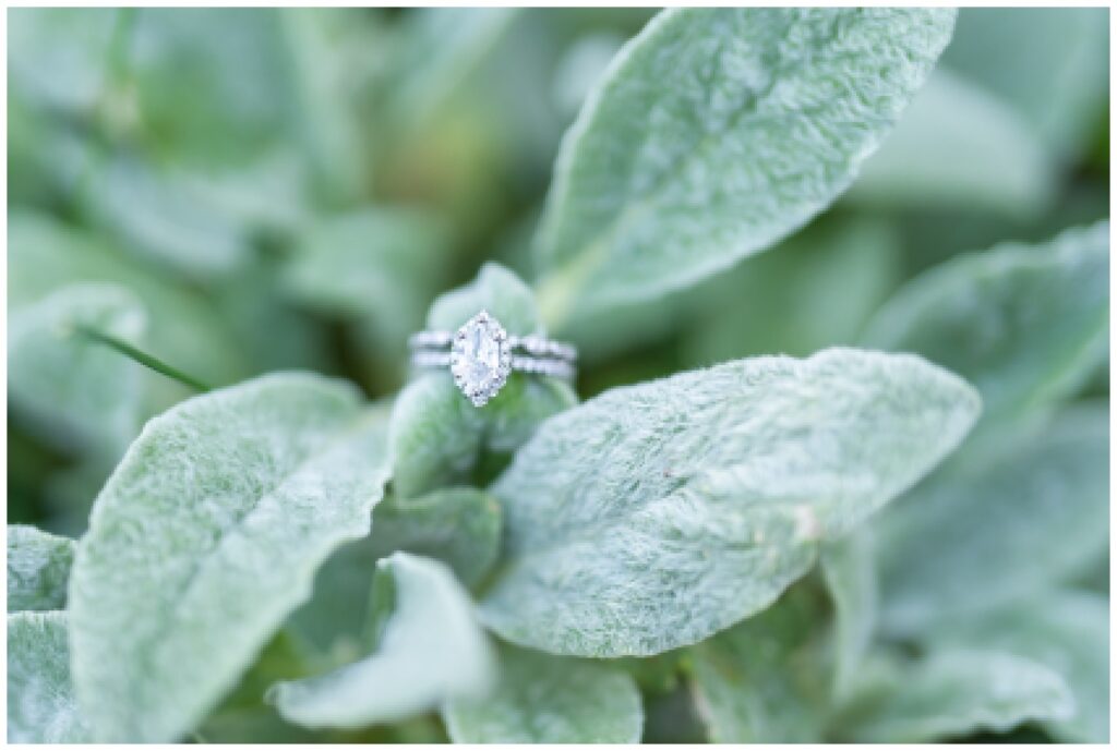 An engagement ring nestled on a leaf, taken by Hannah Carr Photography during a spring engagement session at Big Cedar Lodge.